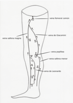 Miniatura para Vena de Giacomini