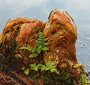 Pneumatopor tangkal Taxodium distichum