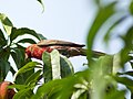 Miniatura para Carpodacus mexicanus