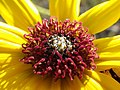 Prairie sunflower (H. petiolaris)