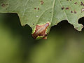 Heterogenea asella larva.jpg