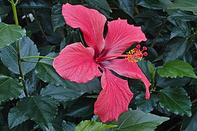 Hibiscus sp.