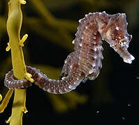 Hippocampus hippocampus (cropped).jpg