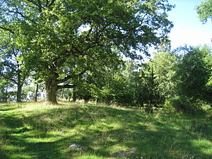 Hummelmora hage med de naturminnesmärkta ekarna.