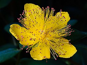 Hypericum calycinum