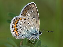 Idas-Bläuling Plebeius idas Männchen-München-Garten-010.jpg