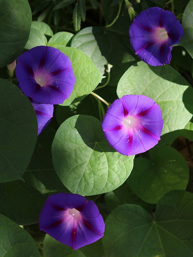 fleurs violet sombre avec le cœur blanc et des bandes médiapétalaires plus vives