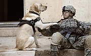 A U.S. Army Staff Sgt. and his military working dog wait at a safe house before conducting an assault against insurgents in Buhriz, Iraq on April 10, 2007.
