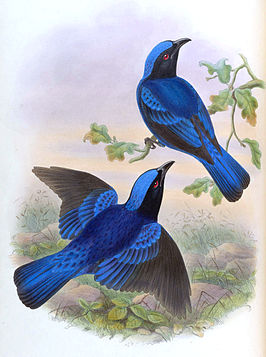 Filipijnse blauwrug