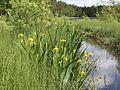 Iris sauvages (I. pseudacorus en Finlande).