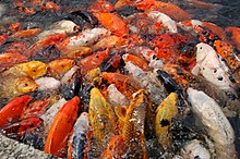 Koi fish Koi feeding, National Arboretum.jpg