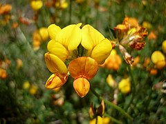 Lotier corniculé (Lotus corniculatus)