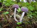 紫蠟蘑