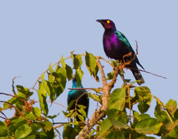 A pair in Cameroon