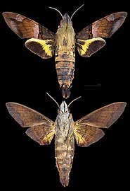 Macroglossum faro