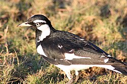 Grallina cyanoleuca