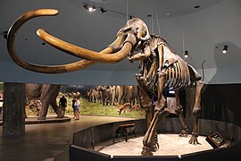 Esqueleto de mamut colombino de los pozos de brea, exhibido en el Museo George C. Page.