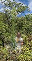 Mauna Loa silversword flowering