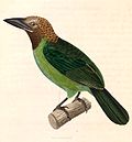 Miniatura para Psilopogon corvinus