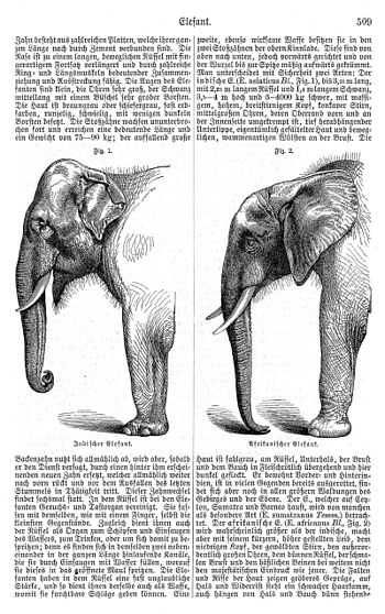 English: Fig. 1: Asian Elephant. Fig. 2: Afric...
