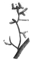 Difformités des mycorhizes sur les radicelles de Fagus sylvatica, le hêtre (X9)