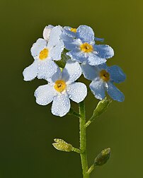 Inflorescence d'un myosotis des marais. (définition réelle 4 000 × 5 000)