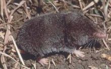 sicilian shrew