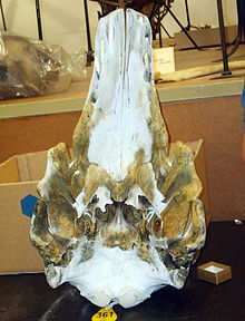 Specimen at Zoological Museum, Copenhagen