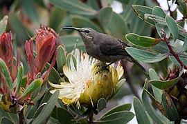 Souimanga malachite femelle sur une fleur de Protea caffra subsp. kilimandscharica.