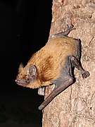 Mahnerter Bachtal – wichtiges Jagdgebiet für Fledermäuse (Großer Abendsegler)