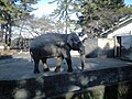 小田原動物園（インドゾウのウメ子）（2008年2月1日撮影）