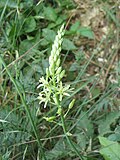 Miniatura para Ornithogalum pyrenaicum