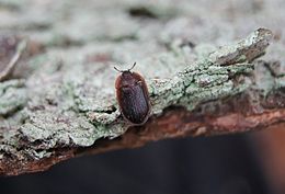 Pūzrinis skydvabalis (Ostoma ferruginea)