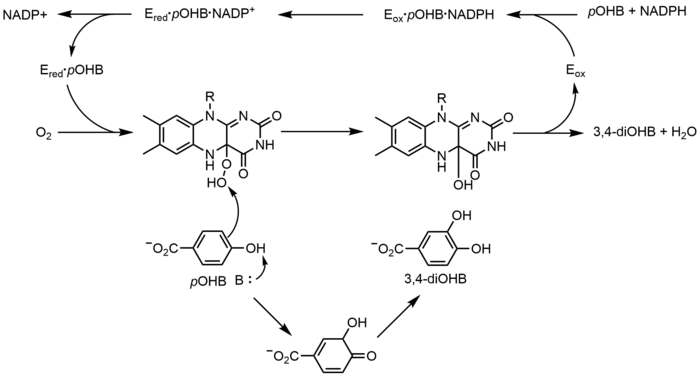 PHBH mechanism.png