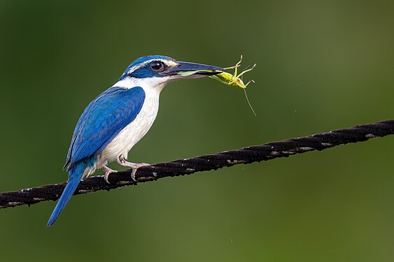 Pacific kingfisher by JJ Harrison