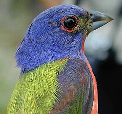 PaintedBunting23.jpg