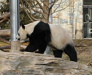 Hua Mei, la pandido naskiĝinta ĉe la Zoo de San Diego en 1999