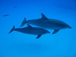 Photograph of 2 dolphins underwater