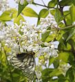 S. bumalda i leptir Parnassius glacialis