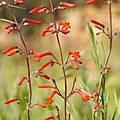 Flowers of Penstemon subulatus