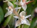 Miniatura para Pholidota (Orchidaceae)