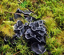 Polyozellus multiplex à Haïda Gwaïi, Canada.