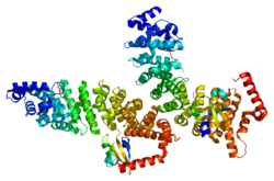 Protein KPNA1 PDB 2jdq.png