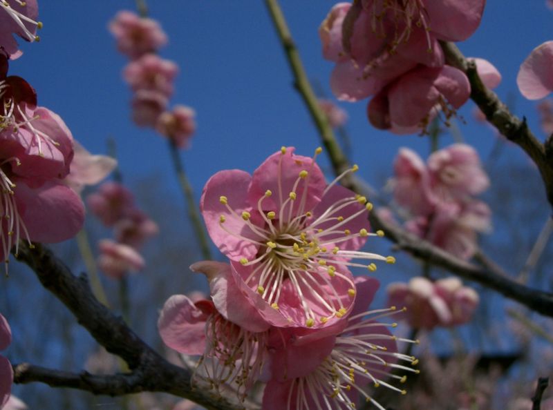 File:Prunus mume Michishirube1.jpg