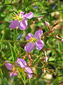 Kotevnice Rhexia virginica