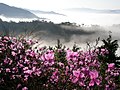 コバノミツバツツジと雲海（盃ヶ岳）