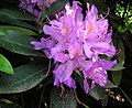 Miniatura para Rhododendron