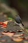 Plumbeous water redstart Rhyacornis fuliginosus.jpg