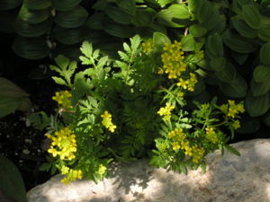 Rorippa sylvestris flowering 01.JPG