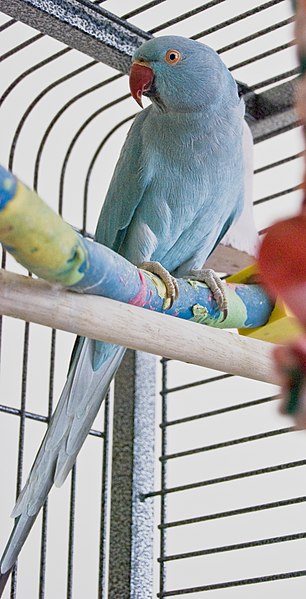 Blue mutation Rose-Ringed Parakeet